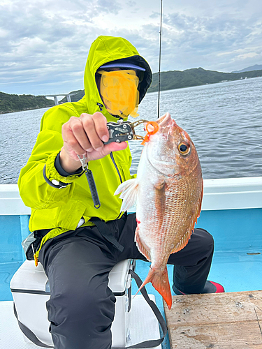 マダイの釣果