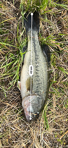 ブラックバスの釣果