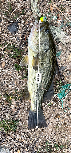 ブラックバスの釣果