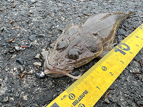 コチの釣果