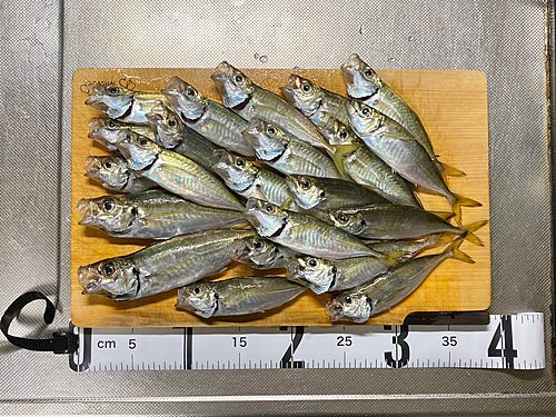 マアジの釣果