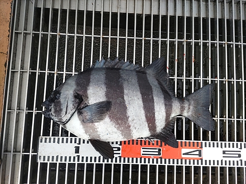 イシダイの釣果