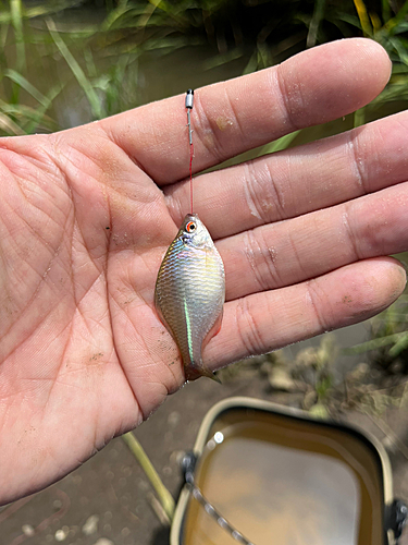 タイリクバラタナゴの釣果