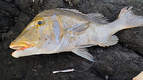 ハマフエフキの釣果