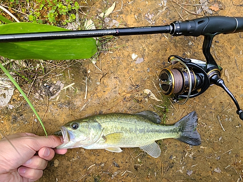 ラージマウスバスの釣果