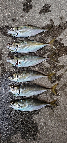 アジの釣果