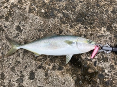 ハマチの釣果