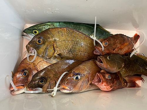 タイの釣果