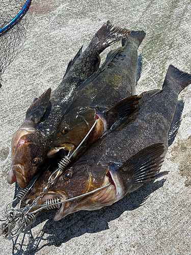 アブラコの釣果