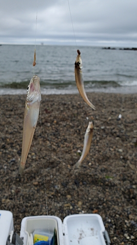 キスの釣果