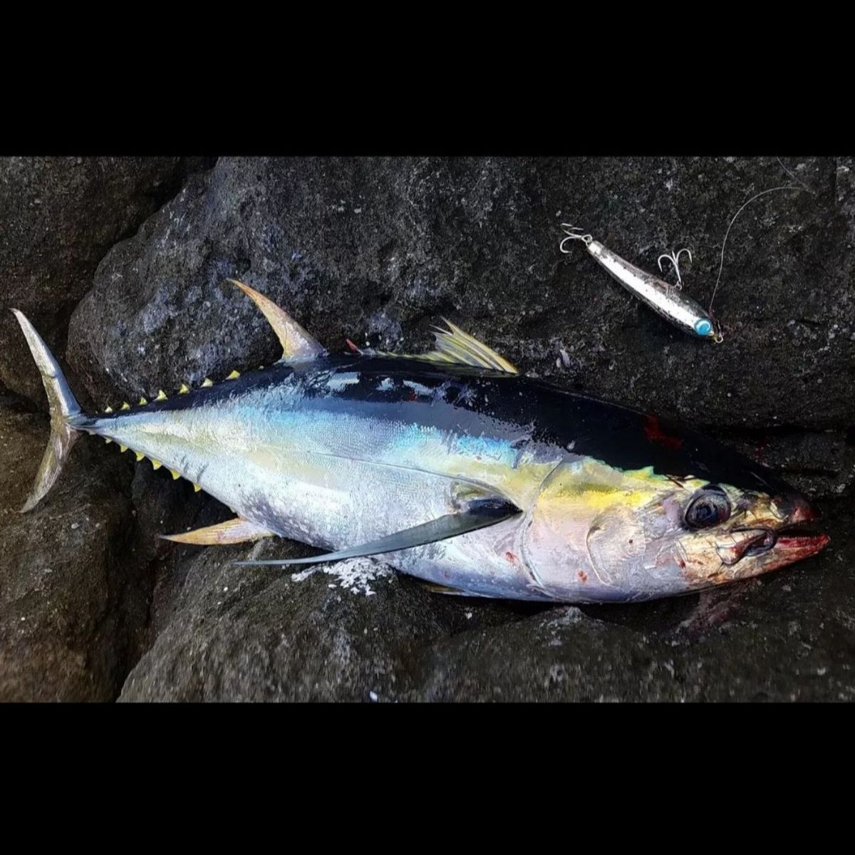 VISA無し健ちゃんさんの釣果 2枚目の画像