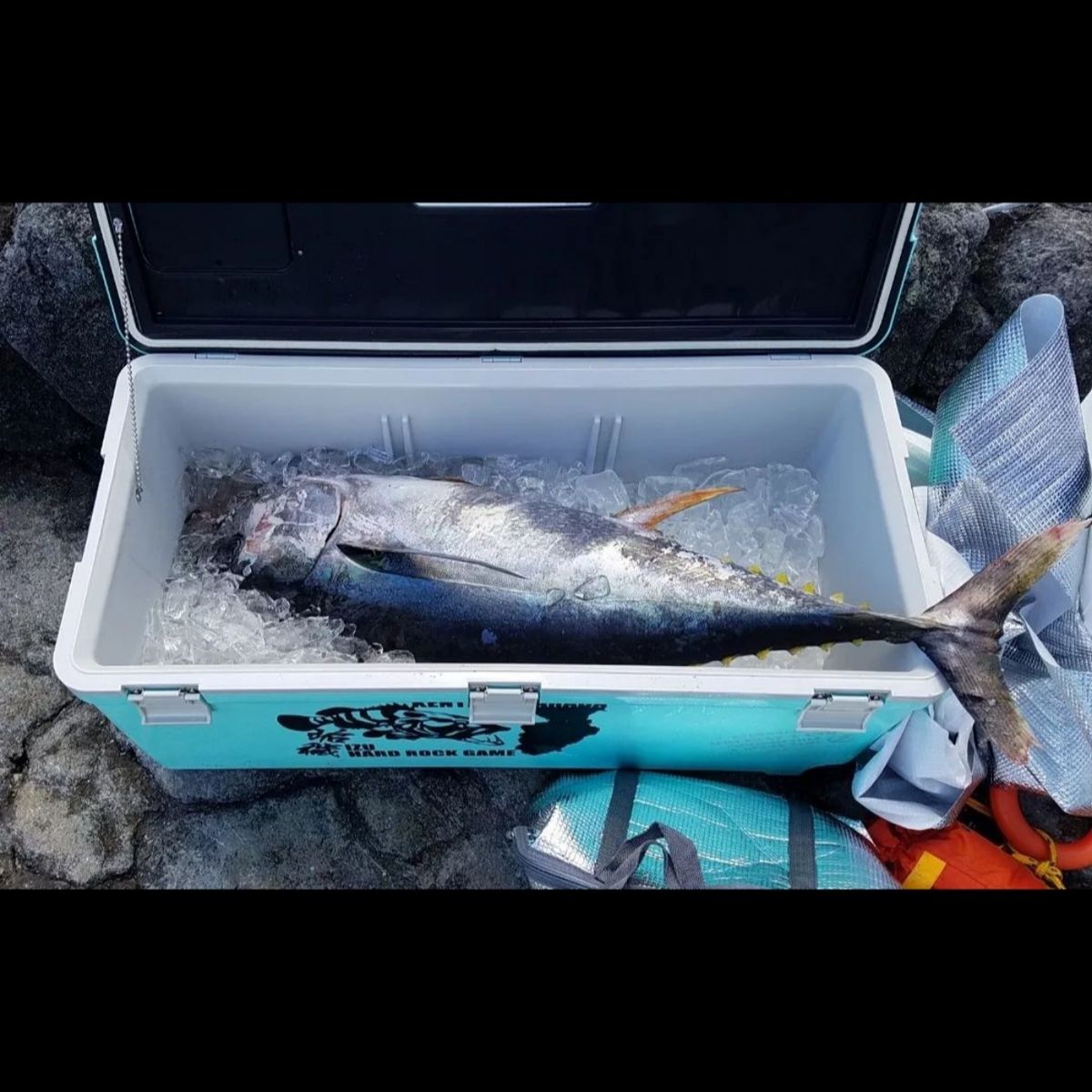 VISA無し健ちゃんさんの釣果 3枚目の画像