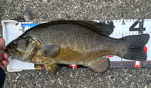 スモールマウスバスの釣果