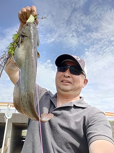 ナマズの釣果