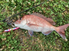 タイの釣果