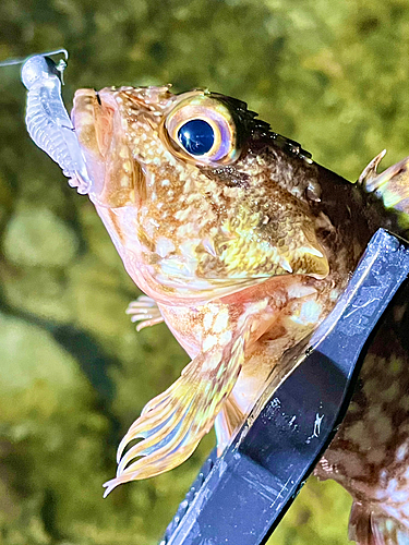 アラカブの釣果