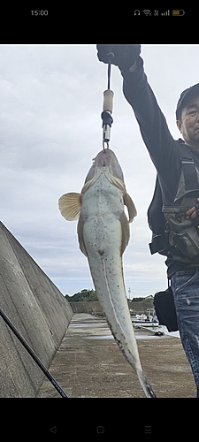 マゴチの釣果