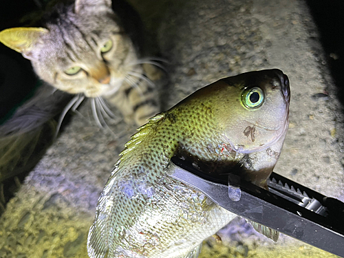 メジナの釣果