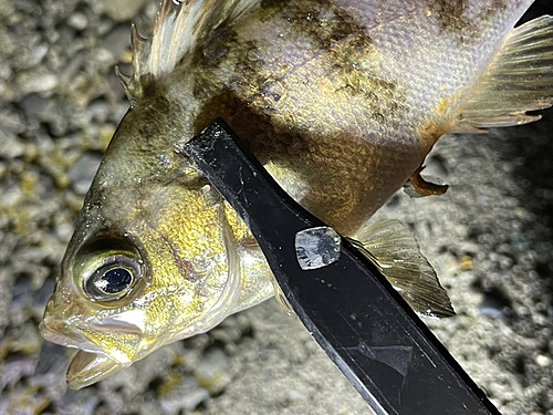 メバルの釣果