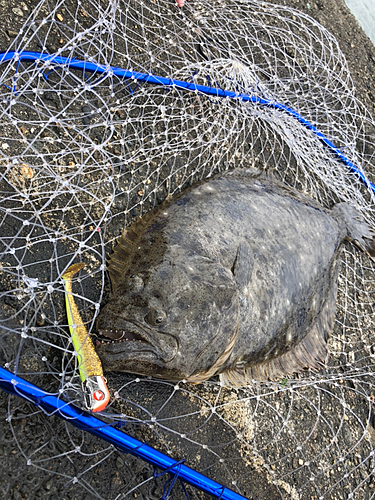 ヒラメの釣果