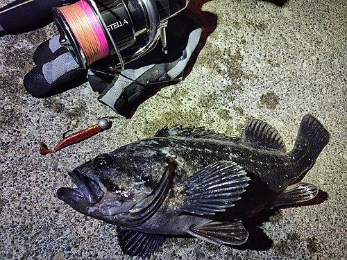 ソイの釣果