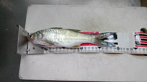 ツバメコノシロの釣果