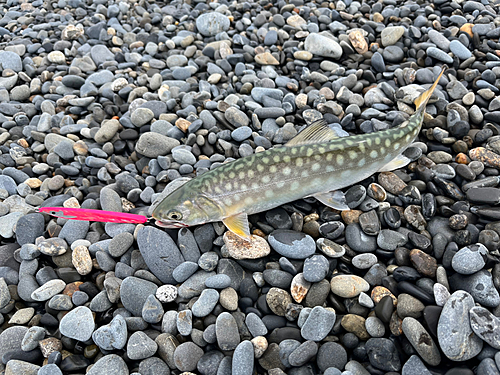 アメマスの釣果