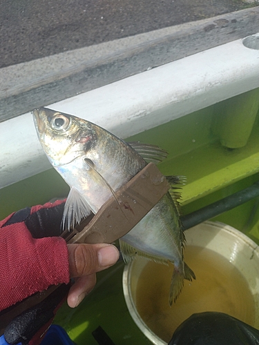 マアジの釣果