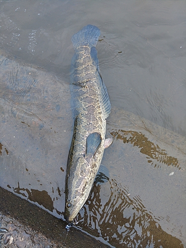 ライギョの釣果