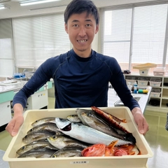 イサキの釣果