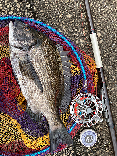 チヌの釣果