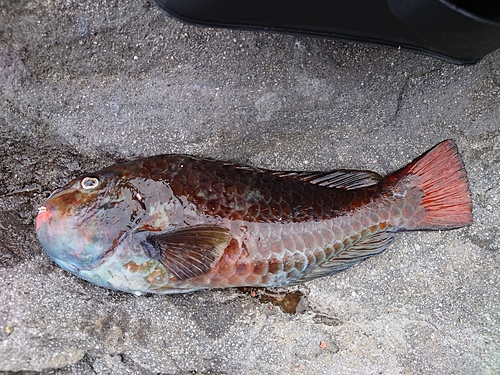 ブダイの釣果