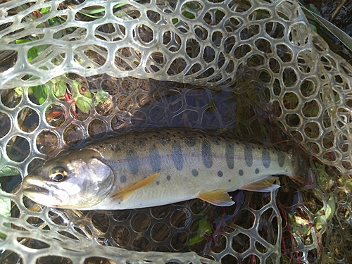 ヤマメの釣果