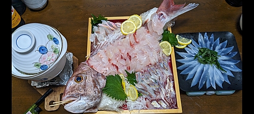 マダイの釣果