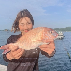 マダイの釣果