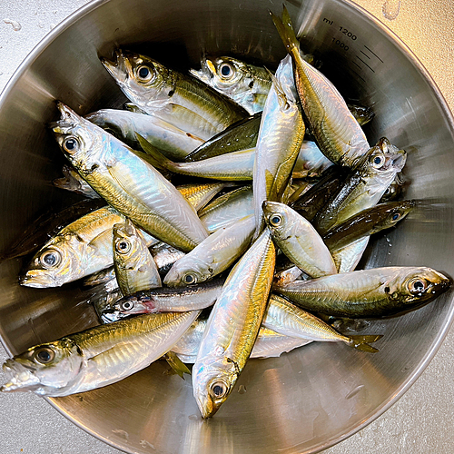 アジの釣果