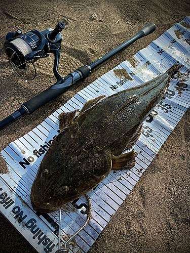 マゴチの釣果