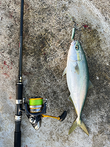 イナダの釣果