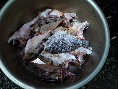 ウスメバルの釣果