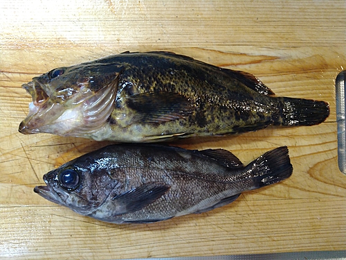 メバルの釣果