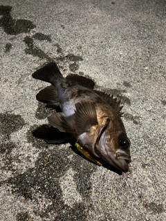 メバルの釣果