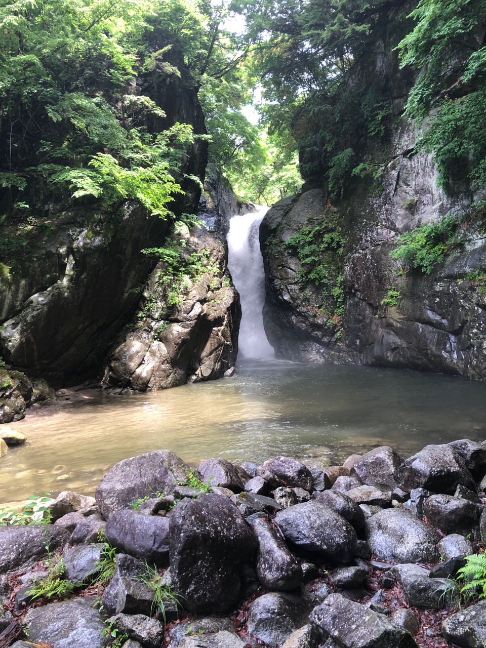 イワナ