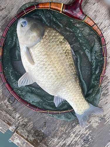 ヘラブナの釣果