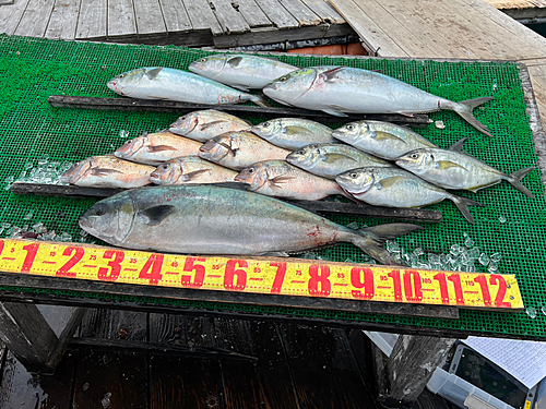 タイの釣果