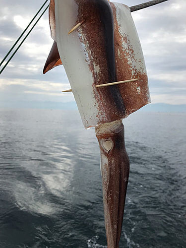 スルメイカの釣果