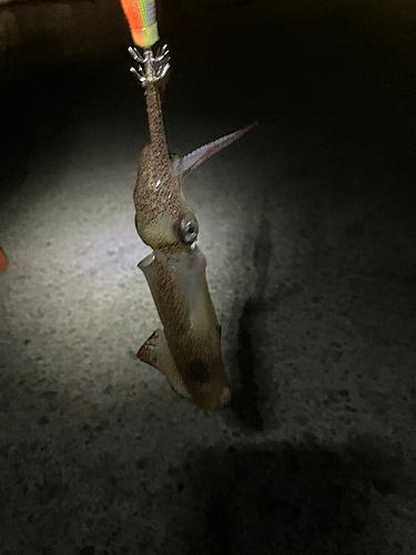 マメイカの釣果