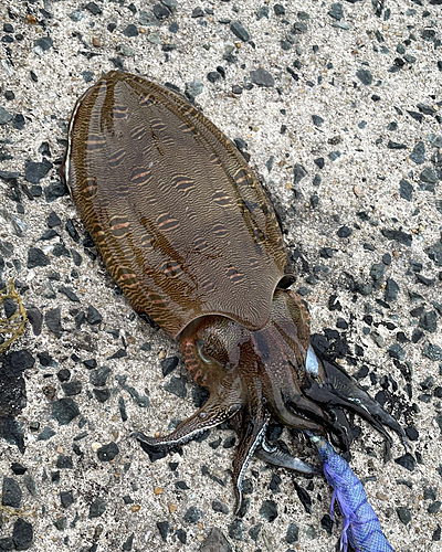 モンゴウイカの釣果