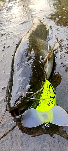 マナマズの釣果