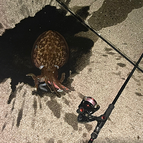 モンゴウイカの釣果