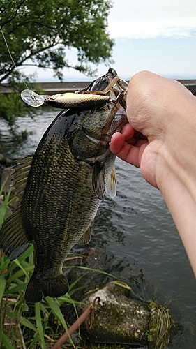 ブラックバスの釣果